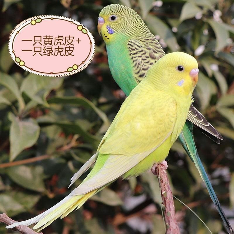 虎皮鹦鹉一对颜色随机发货